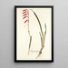 Gladiolus tubulosus - Nikolaus Joseph Freiherr von Jacquin — ingelijst kunstwerk aan de muur