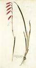 Gladiolus tubulosus - Nikolaus Joseph Freiherr von Jacquin — weergave van het kunstwerk