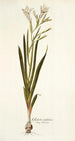 Gladiolus undulatus - Nikolaus Joseph Freiherr von Jacquin — weergave van het kunstwerk