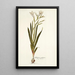 Gladiolus undulatus - Nikolaus Joseph Freiherr von Jacquin — ingelijst kunstwerk aan de muur