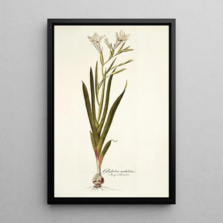 Nikolaus Joseph Freiherr von Jacquin - Gladiolus undulatus.webp