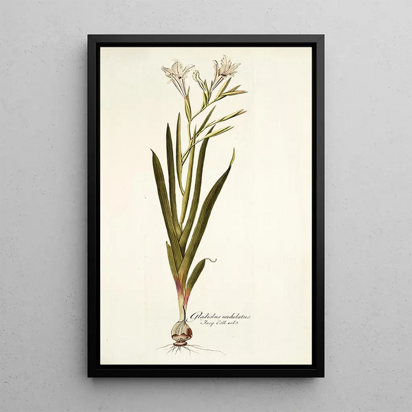 Nikolaus Joseph Freiherr von Jacquin - Gladiolus undulatus.webp