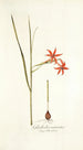 Gladiolus watsonius - Nikolaus Joseph Freiherr von Jacquin — weergave van het kunstwerk