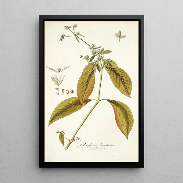 Nikolaus Joseph Freiherr von Jacquin - Gomphrena brasiliensis.webp