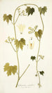 Gronovia scandens - Nikolaus Joseph Freiherr von Jacquin — weergave van het kunstwerk