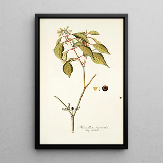 Nikolaus Joseph Freiherr von Jacquin - Hamellia chrysantha.webp