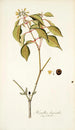 Hamellia chrysantha - Nikolaus Joseph Freiherr von Jacquin — weergave van het kunstwerk