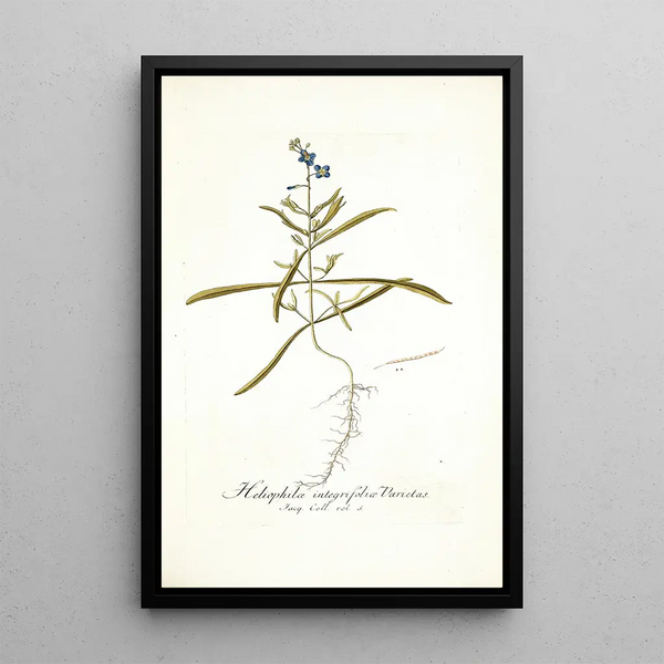 Nikolaus Joseph Freiherr von Jacquin - Heliophila integrifolia.webp