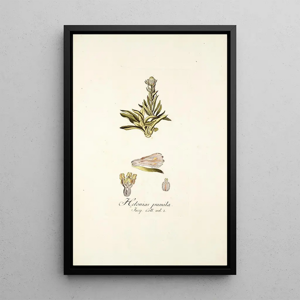 Nikolaus Joseph Freiherr von Jacquin - Helonias pumila.webp