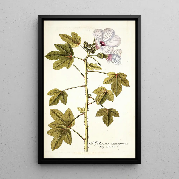 Nikolaus Joseph Freiherr von Jacquin - Hibiscus domingensis.webp