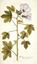 Hibiscus domingensis - Nikolaus Joseph Freiherr von Jacquin — weergave van het kunstwerk