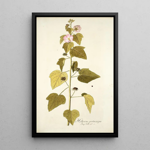 Nikolaus Joseph Freiherr von Jacquin - Hibiscus pentacarpos.webp