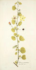 Hibiscus praemorsus - Nikolaus Joseph Freiherr von Jacquin — weergave van het kunstwerk