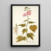 Hibiscus virginicus - Nikolaus Joseph Freiherr von Jacquin — ingelijst kunstwerk aan de muur