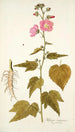 Hibiscus virginicus - Nikolaus Joseph Freiherr von Jacquin — weergave van het kunstwerk