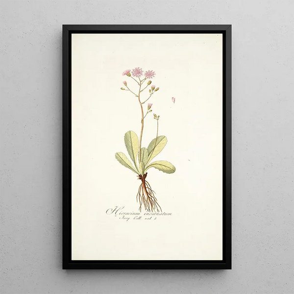 Nikolaus Joseph Freiherr von Jacquin - Hieracium incarnatum.webp