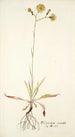 Hieracium saxatile - Nikolaus Joseph Freiherr von Jacquin — weergave van het kunstwerk