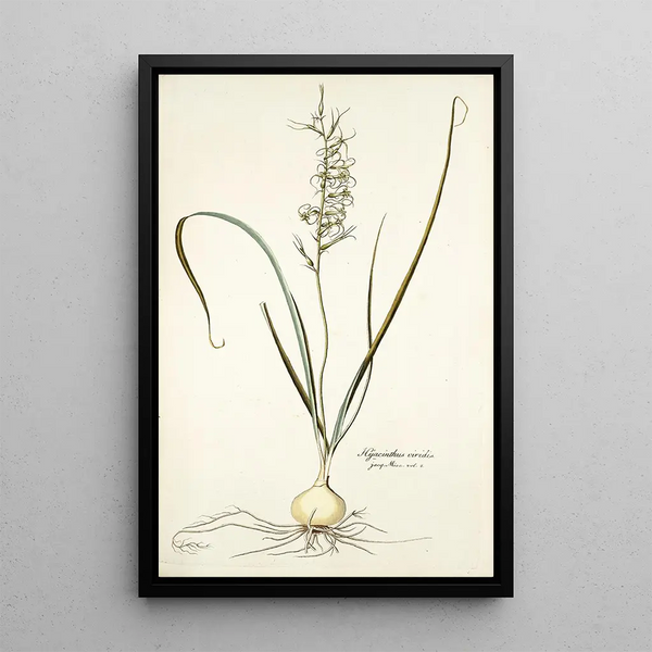 Nikolaus Joseph Freiherr von Jacquin - Hyacinthus viridis.webp