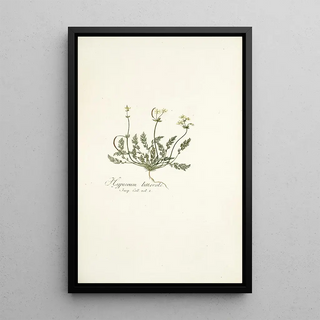 Nikolaus Joseph Freiherr von Jacquin - Hypecoum littorale.webp