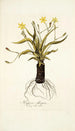 Hypoxis obliqua - Nikolaus Joseph Freiherr von Jacquin — weergave van het kunstwerk