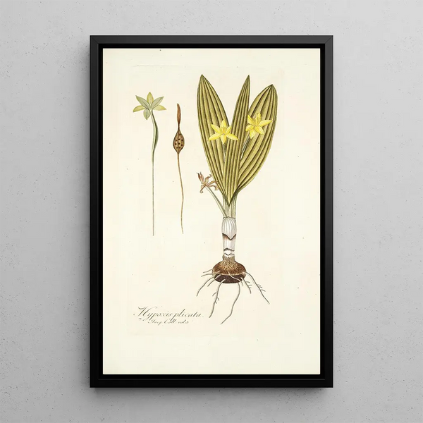 Nikolaus Joseph Freiherr von Jacquin - Hypoxis plicata.webp