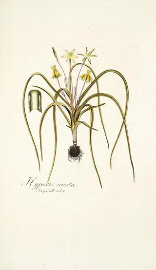 Nikolaus Joseph Freiherr von Jacquin - Hypoxis serrata.webp