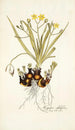 Hypoxis sobolifera - Nikolaus Joseph Freiherr von Jacquin — weergave van het kunstwerk