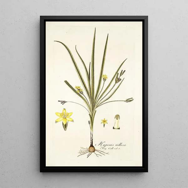 Nikolaus Joseph Freiherr von Jacquin - Hypoxis villosa.webp