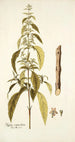 Hyptis verticillata - Nikolaus Joseph Freiherr von Jacquin — weergave van het kunstwerk
