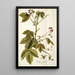 Iatropha gossypifolia - Nikolaus Joseph Freiherr von Jacquin — ingelijst kunstwerk aan de muur