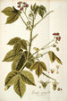 Iatropha gossypifolia - Nikolaus Joseph Freiherr von Jacquin — weergave van het kunstwerk