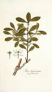 Ilex ligustrina - Nikolaus Joseph Freiherr von Jacquin — weergave van het kunstwerk
