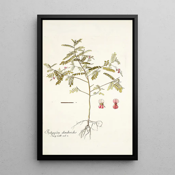 Nikolaus Joseph Freiherr von Jacquin - Indigofera dendroides.webp