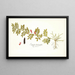Indigofera hendecaphylla - Nikolaus Joseph Freiherr von Jacquin — ingelijst kunstwerk aan de muur