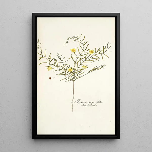 Nikolaus Joseph Freiherr von Jacquin - Ipomoea angustifolia.webp
