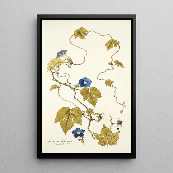 Nikolaus Joseph Freiherr von Jacquin - Ipomoea hederacea.webp