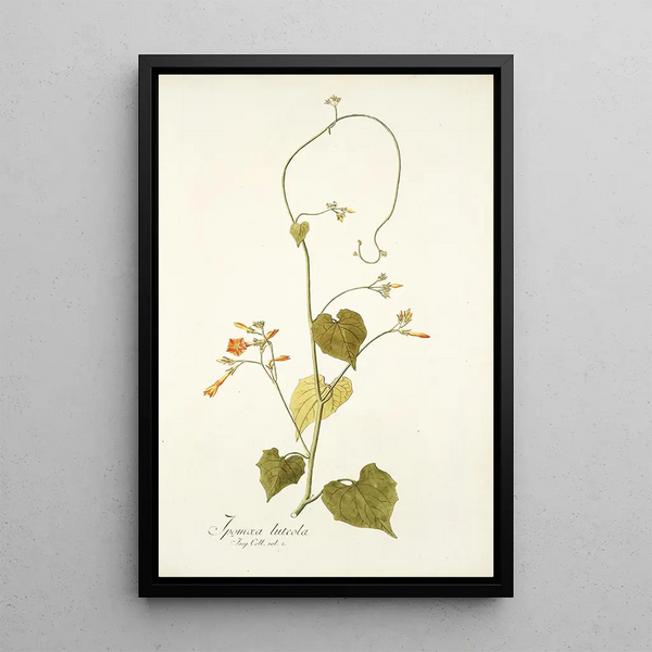 Nikolaus Joseph Freiherr von Jacquin - Ipomoea luteola.webp