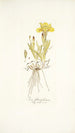 Iris flavissima - Nikolaus Joseph Freiherr von Jacquin — weergave van het kunstwerk