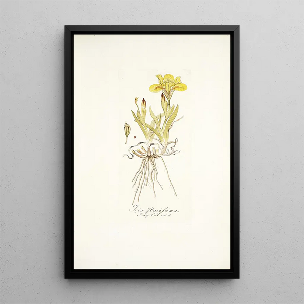 Nikolaus Joseph Freiherr von Jacquin - Iris flavissima.webp