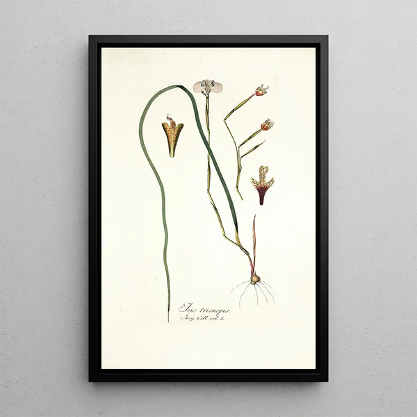 Nikolaus Joseph Freiherr von Jacquin - Iris tricuspis.webp