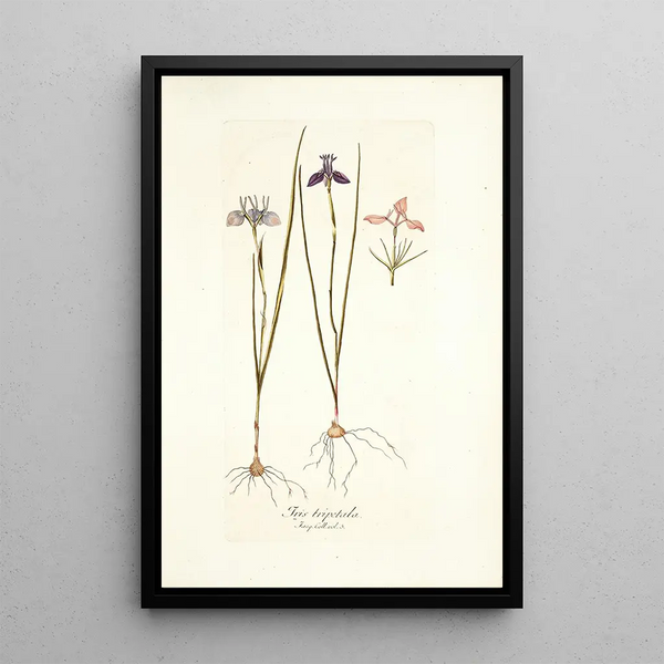 Nikolaus Joseph Freiherr von Jacquin - Iris tripetala.webp