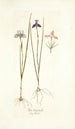 Iris tripetala - Nikolaus Joseph Freiherr von Jacquin — weergave van het kunstwerk
