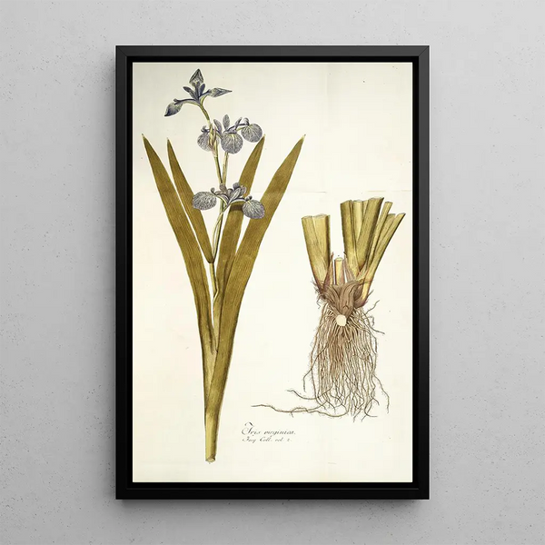 Nikolaus Joseph Freiherr von Jacquin - Iris virginica.webp