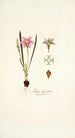 Ixia cruciata - Nikolaus Joseph Freiherr von Jacquin — weergave van het kunstwerk