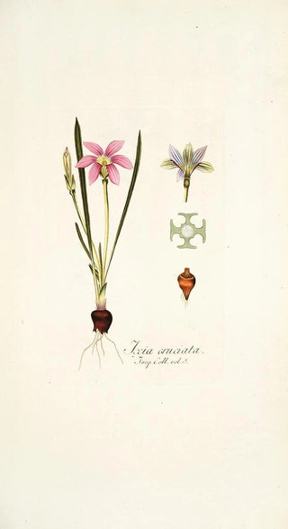 Nikolaus Joseph Freiherr von Jacquin - Ixia cruciata.webp
