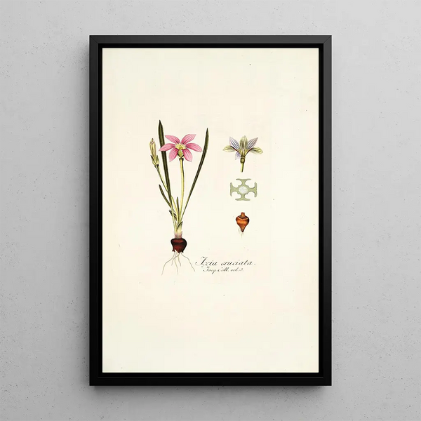 Nikolaus Joseph Freiherr von Jacquin - Ixia cruciata.webp