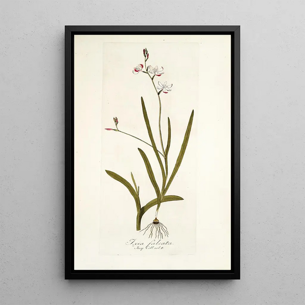 Nikolaus Joseph Freiherr von Jacquin - Ixia falcata.webp