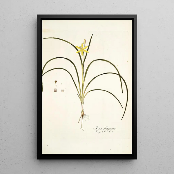 Nikolaus Joseph Freiherr von Jacquin - Ixia fragrans.webp