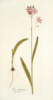 Ixia incarnata - Nikolaus Joseph Freiherr von Jacquin — weergave van het kunstwerk