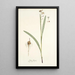Ixia lancea - Nikolaus Joseph Freiherr von Jacquin — ingelijst kunstwerk aan de muur